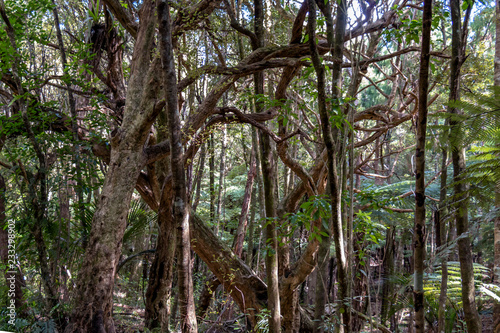 Forest landscape on Mokoroa Falls Track, Waitakere, New Zealand