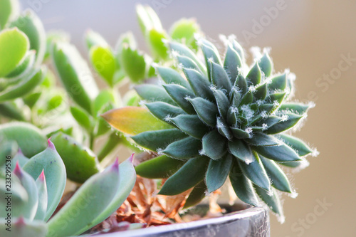 cactus in pot photo