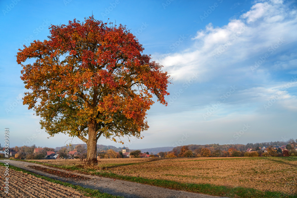 Colorful single autumn tree at the field Colorful single autumn tree at the field