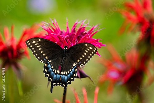 A black swallowtail butterfly feeding on monada flowers. photo