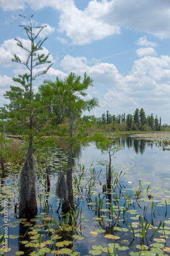 okefenokee swamp in southern georgia 3 photo