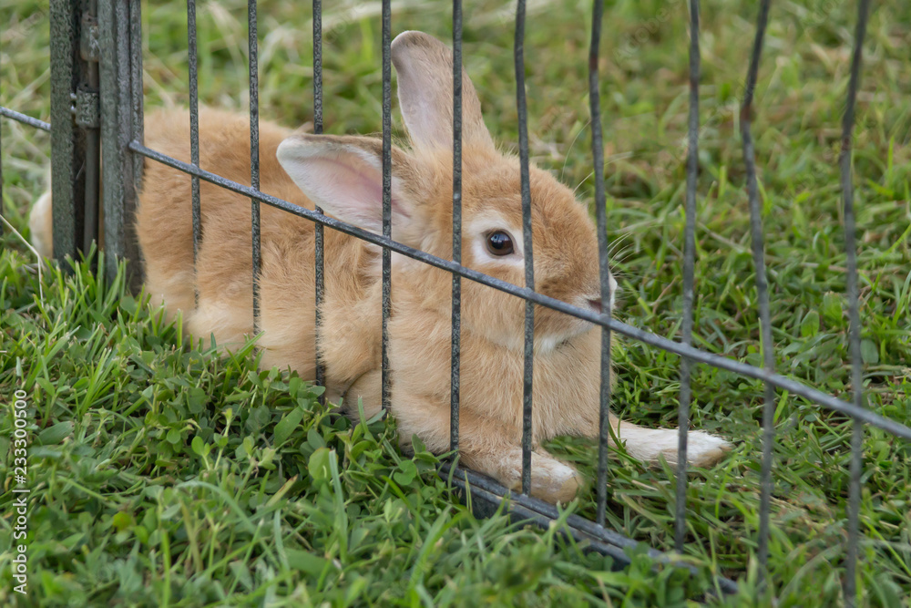 Fototapeta premium A small bunny rabbit is fenced in for safety at the annual festival.