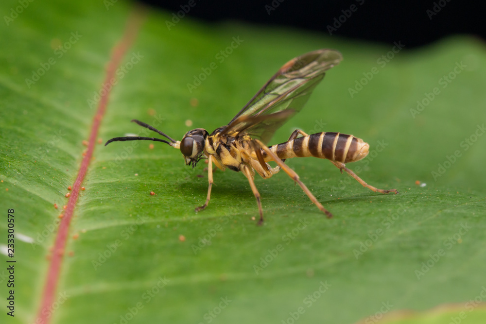 Fototapeta premium Yellow wasp on a green leaf (selective Focus)