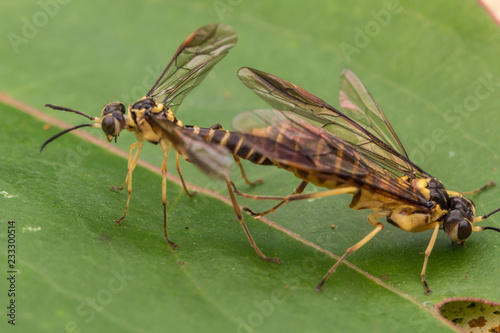 Mating Yellow wasp on a green leaf (selective Focus) © alenthien