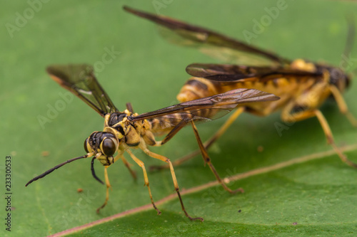 Mating Yellow wasp on a green leaf (selective Focus)