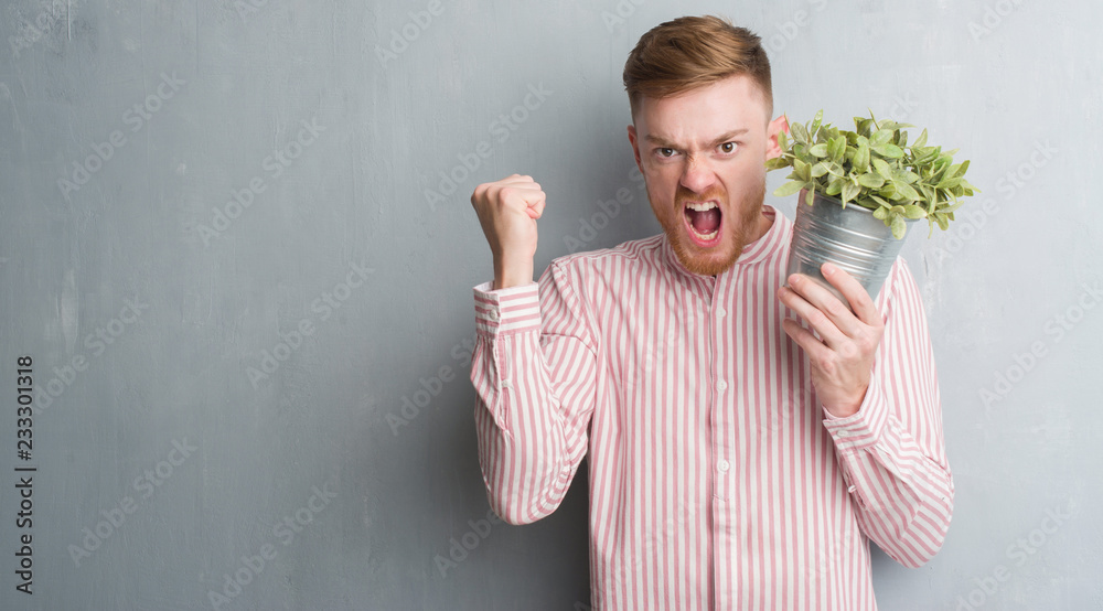 Young redhead man over grey grunge wall holding plant pot annoyed and frustrated shouting with anger, crazy and yelling with raised hand, anger concept