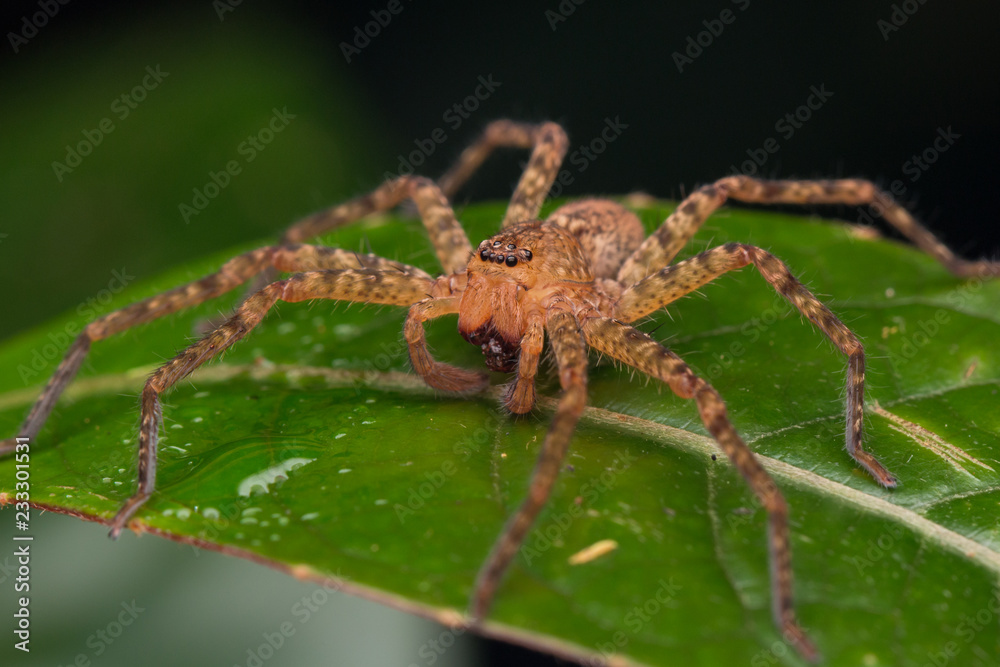 Close-up of Hunstman Spider on green Leaves , Beautiful Spider in Sabah, Borneo ( Selective Focus) Close-up of Hunstman Spider on green Leaves , Beautiful Spider in Sabah, Borneo ( Selective Focus)