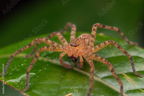 Close-up of Hunstman Spider on green Leaves , Beautiful Spider in Sabah, Borneo ( Selective Focus)