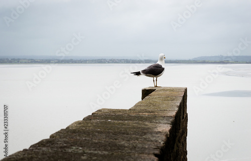 Seagull on the edge of a stone wall, looking to the horizon, by the sea, on Mount St. Michel, Normandy, France.