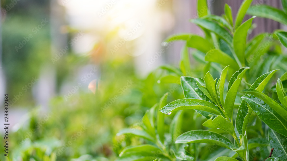 Green leaves with water crest and light orange. Green leaves with water crest and light orange.