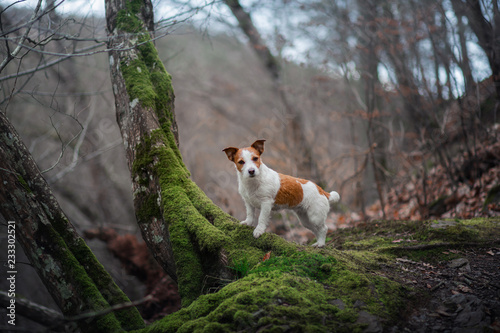 dog in the moss forest. Jack Russell Terrier on a walk. Active pet on nature