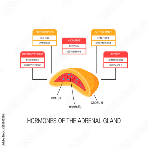Hormones of the adrenal gland, vector diagram