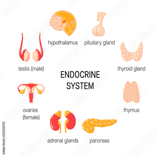 Set of endocrine organs. Simple vector infographic in flat style photo