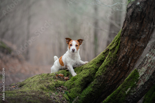 dog in the moss forest. Jack Russell Terrier on a walk. Active pet on nature