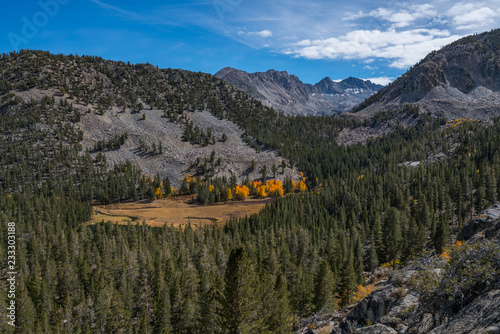 A grove of aspens nestled by grass lake