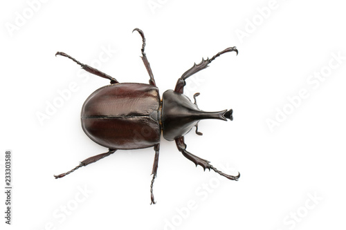 Image of dynastinae on white background. Insect. Animal. Dynastinae is fighter of the mountain in from Thailand.