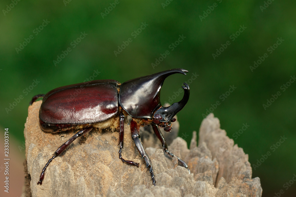 Image of dynastinae on nature background. Insect. Animal. Dynastinae is fighter of the mountain in from Thailand. Image of dynastinae on nature background. Insect. Animal. Dynastinae is fighter of the mountain in from Thailand.