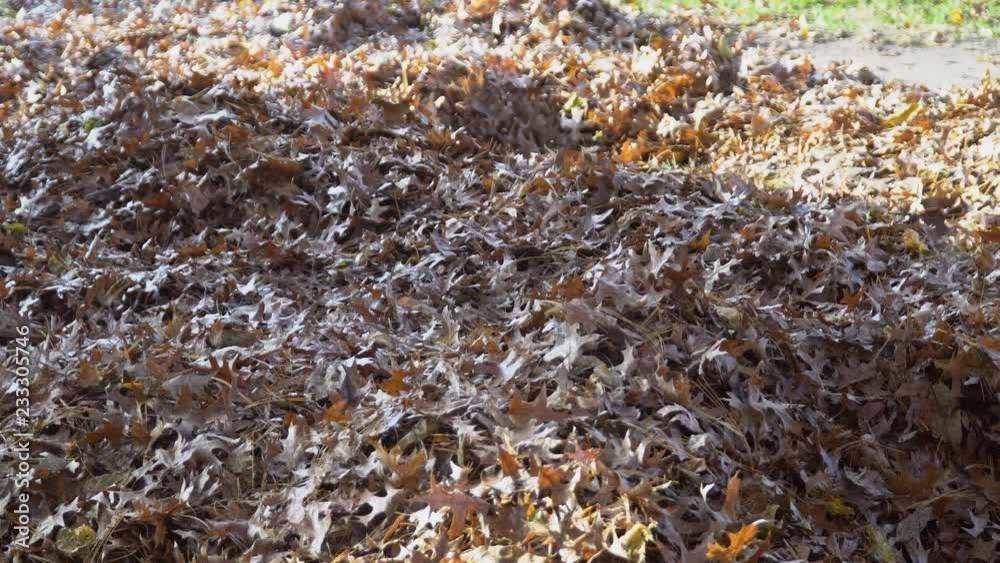 Sunny day, colorful foliage blows the air flow man in work clothes blows off yellow and red fallen autumn leaves in cleaning yard