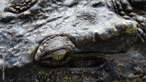 crocodile