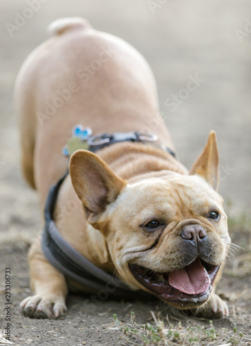 Fototapeta Naklejka Na Ścianę i Meble -  Frenchie wants to play. Playful young French Bulldog male bowing down and barking at other dogs. Off-leash dog park in Northern California.