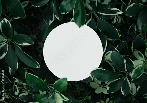 Beautiful leaves with white copy space background in garden.nature concepts design.For presentation or key visual