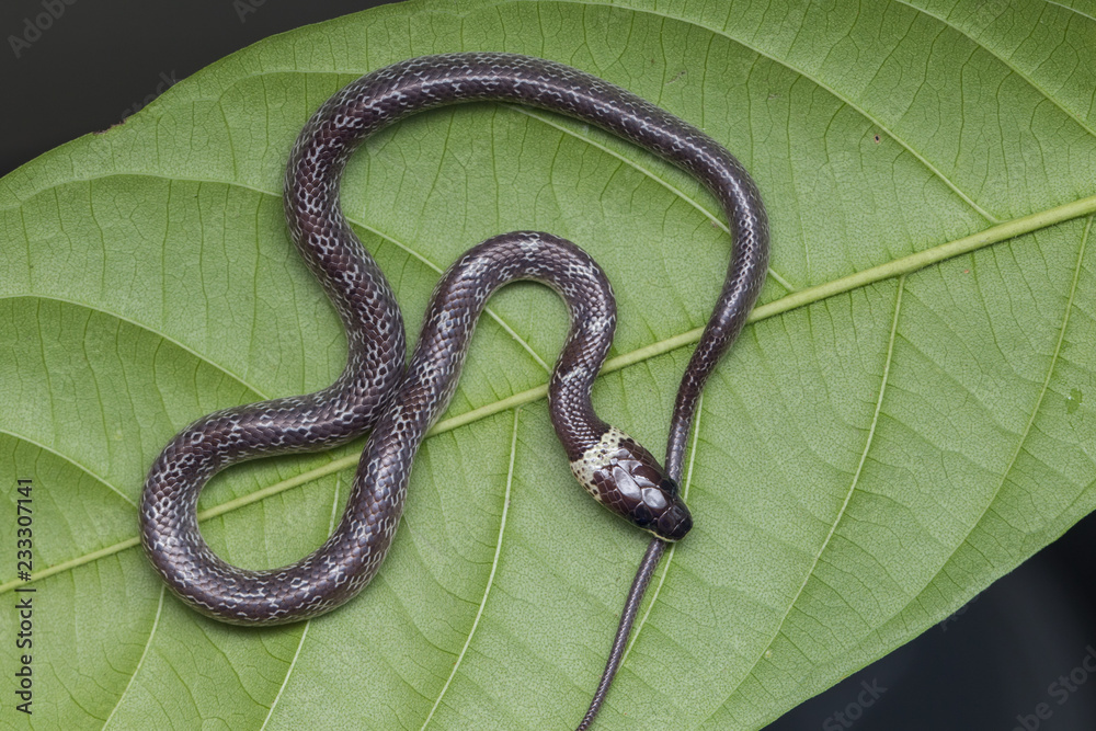 Fototapeta premium Zbliżenie: mały wąż na zielonych liściach, wspólne Wolf Snake