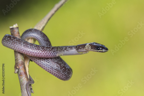 Close-up of Small snake on green leaf , Common Wolf Snake