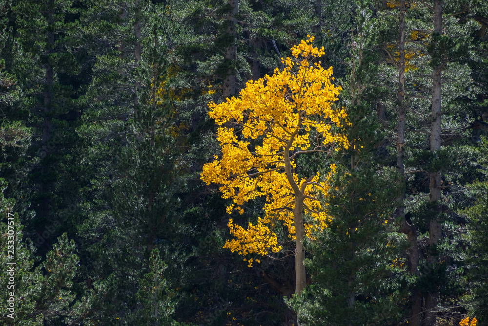 Fototapeta premium Colorful aspen trees surrounded by an evergreen forest in the Eastern Sierra mountains, California
