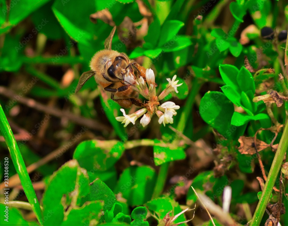 Obraz premium bee on clover