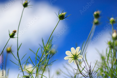 Abstract soft focus flower with clear blue sky 