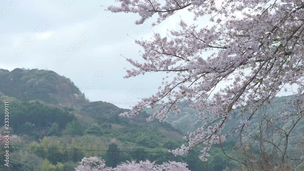 Cherry blossom. SAKURA