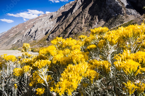 Chamisa wildflowers (Ericameria nauseosa) blooming on McGee Creek Valley; Eastern Sierra mountains fall landscape visible in the background; John Muir wilderness; California photo