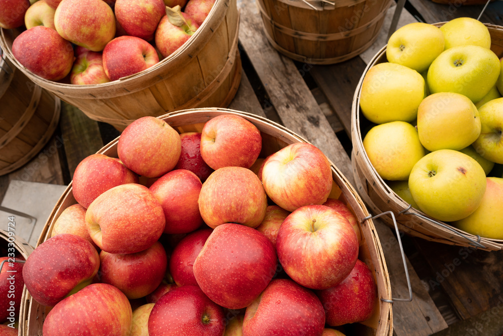 Apples Fresh Picked in a Bushel BASKET fresh food produce Apples Fresh Picked in a Bushel BASKET fresh food produce