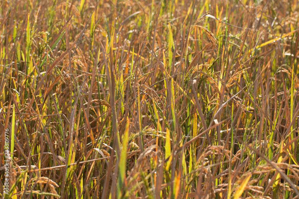 Golden Organic Paddy rice ready for harvest in field Golden Organic Paddy rice ready for harvest in field