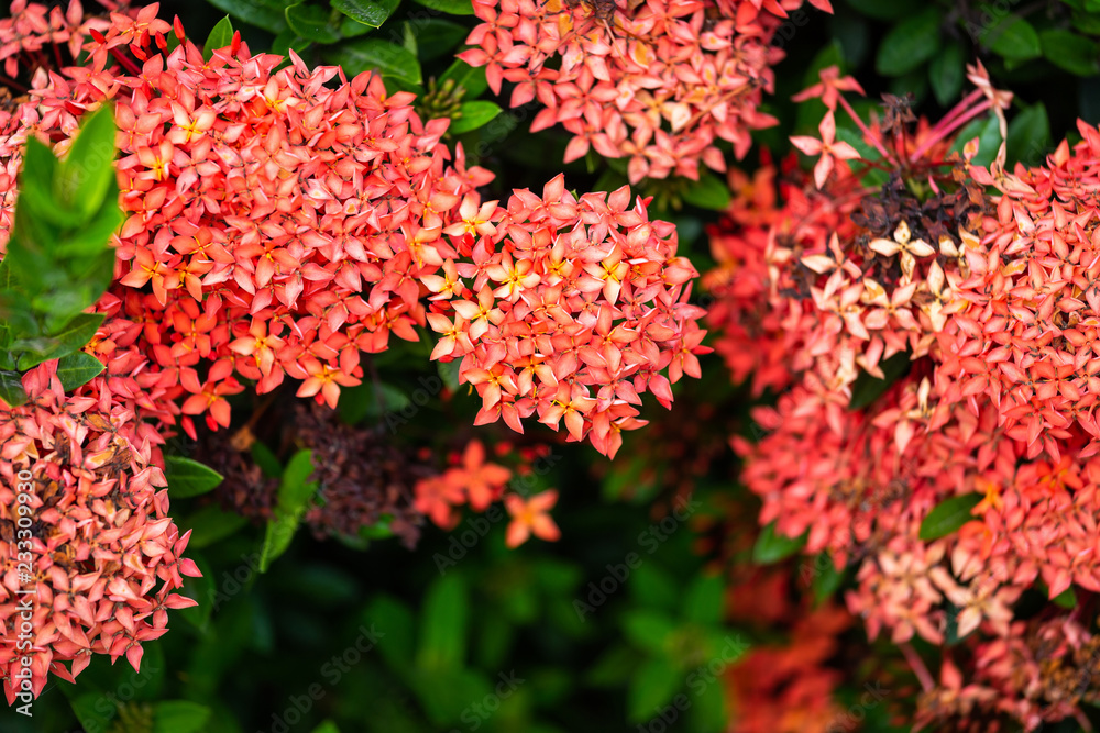 Beautiful Red spike flower,King Ixora blooming (Ixora chinensis) and green leaves. spike flower in the garden with natural background. Beautiful Red spike flower,King Ixora blooming (Ixora chinensis) and green leaves. spike flower in the garden with natural background.