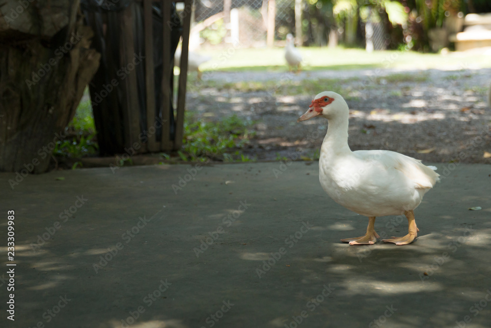 The duck in farm animal. Livestock of duck. The duck in farm animal. Livestock of duck.