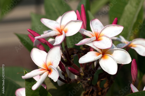 Frangipani Tropical Spa Flower. Plumeria flower on plant