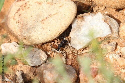 Fulvopilosus, or Karoo Balbyter ant,  in defensive posture, ready to spray formic acid.