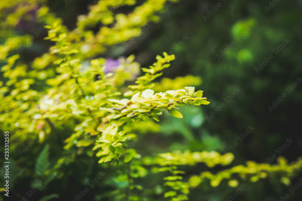 Barberry bush in the garden. Selective focus. Shallow depth of field. Barberry bush in the garden. Selective focus. Shallow depth of field.
