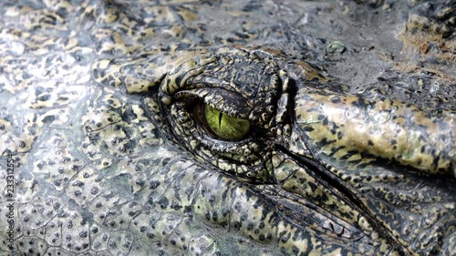 crocodile