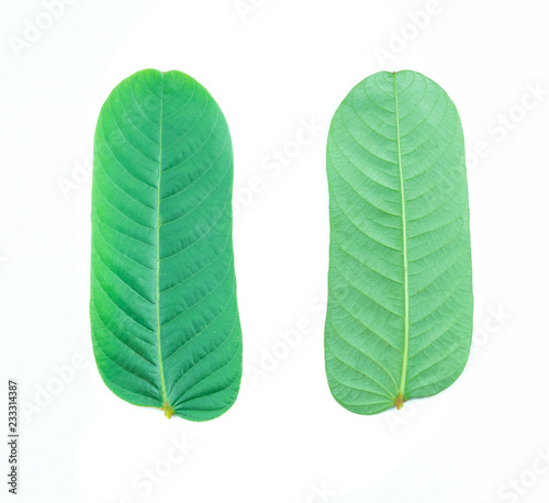 Closeup of  green leaf on white  background