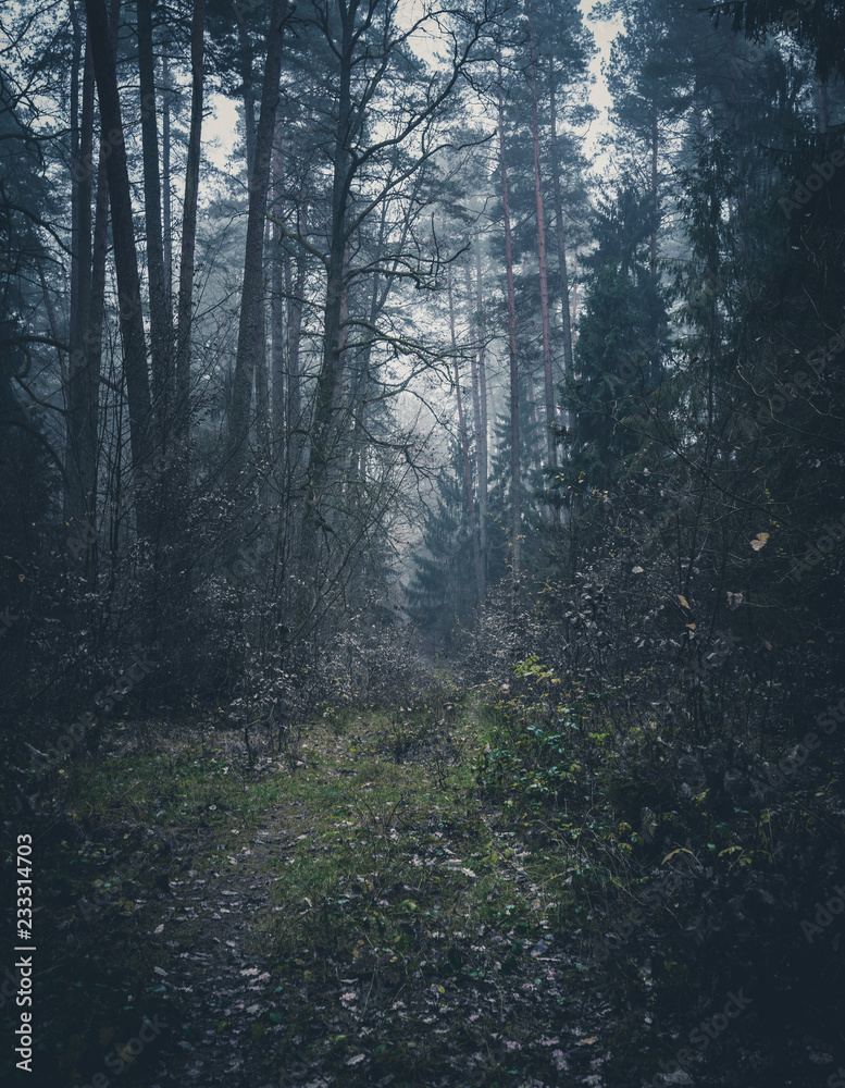 Dark bushes in the misty forest. Late autumn afternoon. Magic trees around. Dark bushes in the misty forest. Late autumn afternoon. Magic trees around.