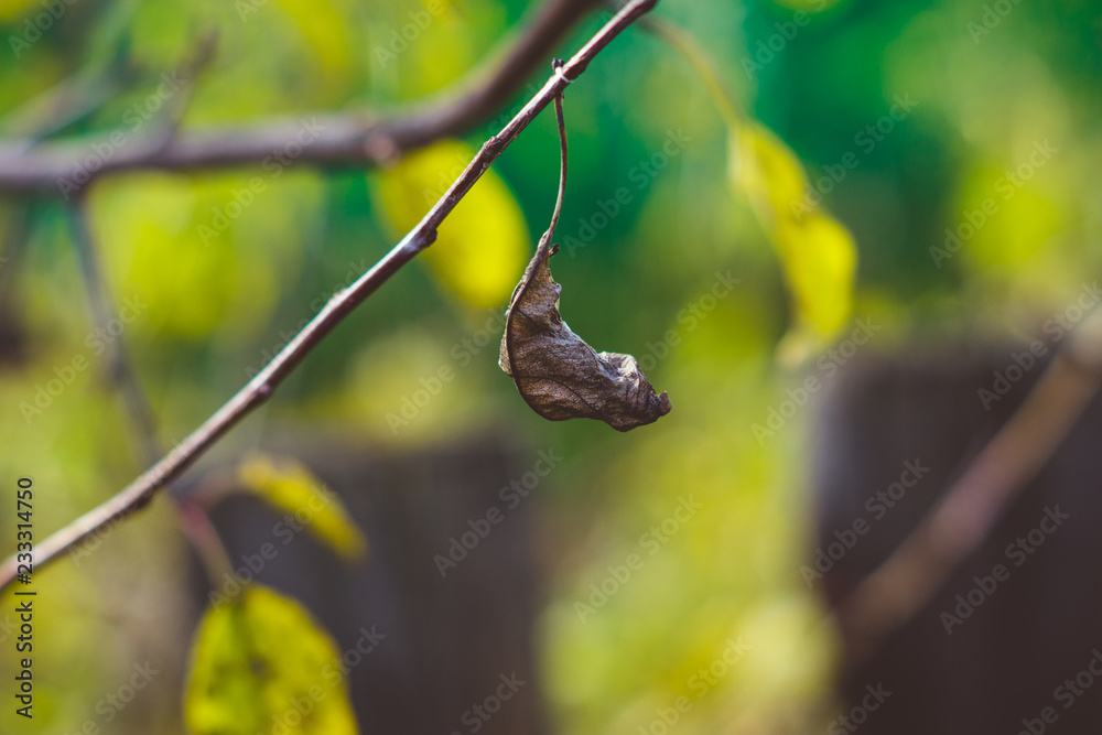 Obraz premium Branches with leaves in the garden. Selective focus.