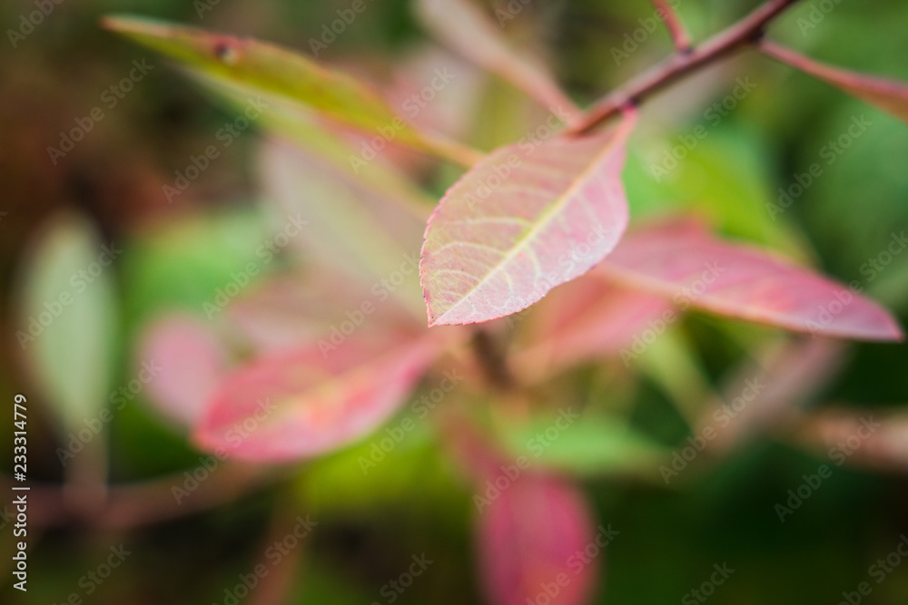 Branches with leaves in the garden. Selective focus. Branches with leaves in the garden. Selective focus.