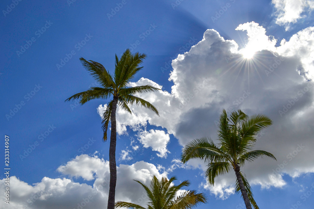 Palm Treen Sun Peeking Through Clouds