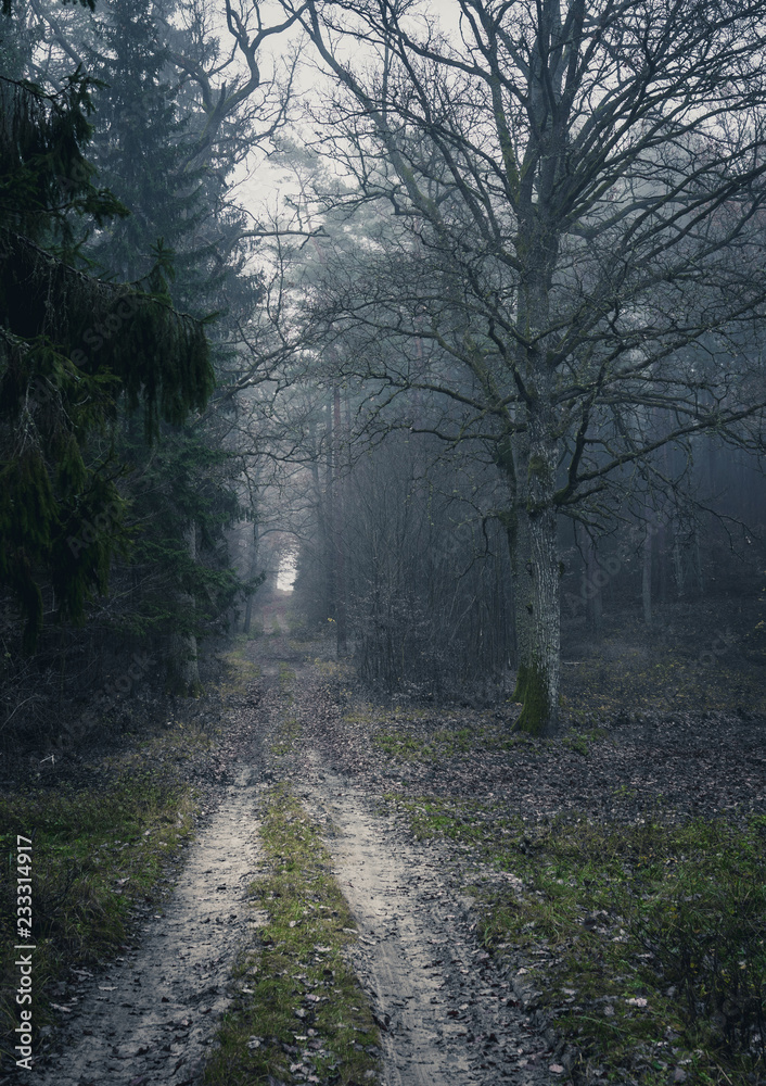 Moody and foggy forest path, surrounded by trees. Dark autumn afternoon.