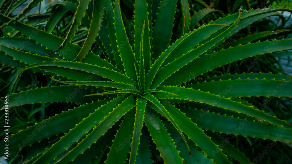 Obraz premium green plant, wallpaper