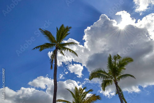 Palm Treen Sun Peeking Through Clouds