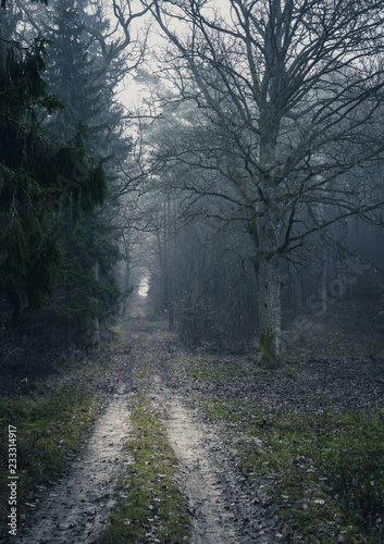 Moody and foggy forest path, surrounded by trees. Dark autumn afternoon.