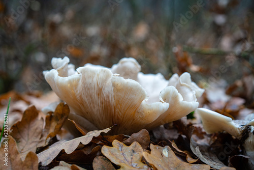 Beautiful white mushroom among autumn leaves, in the forest, closeup. 